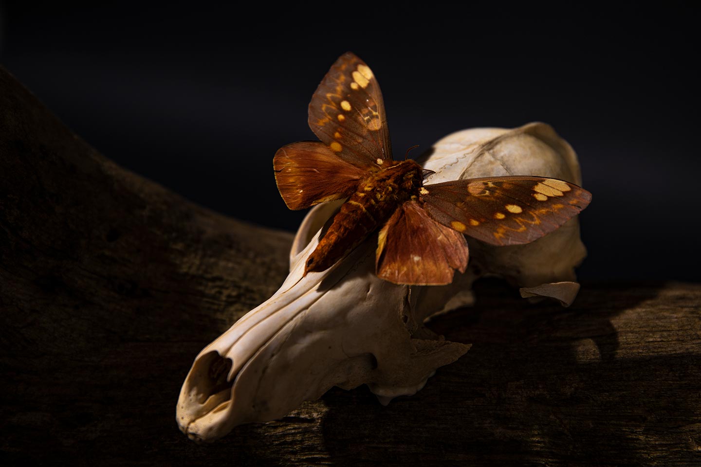 Grand papillon sur un crâne animal dans l’obscurité.