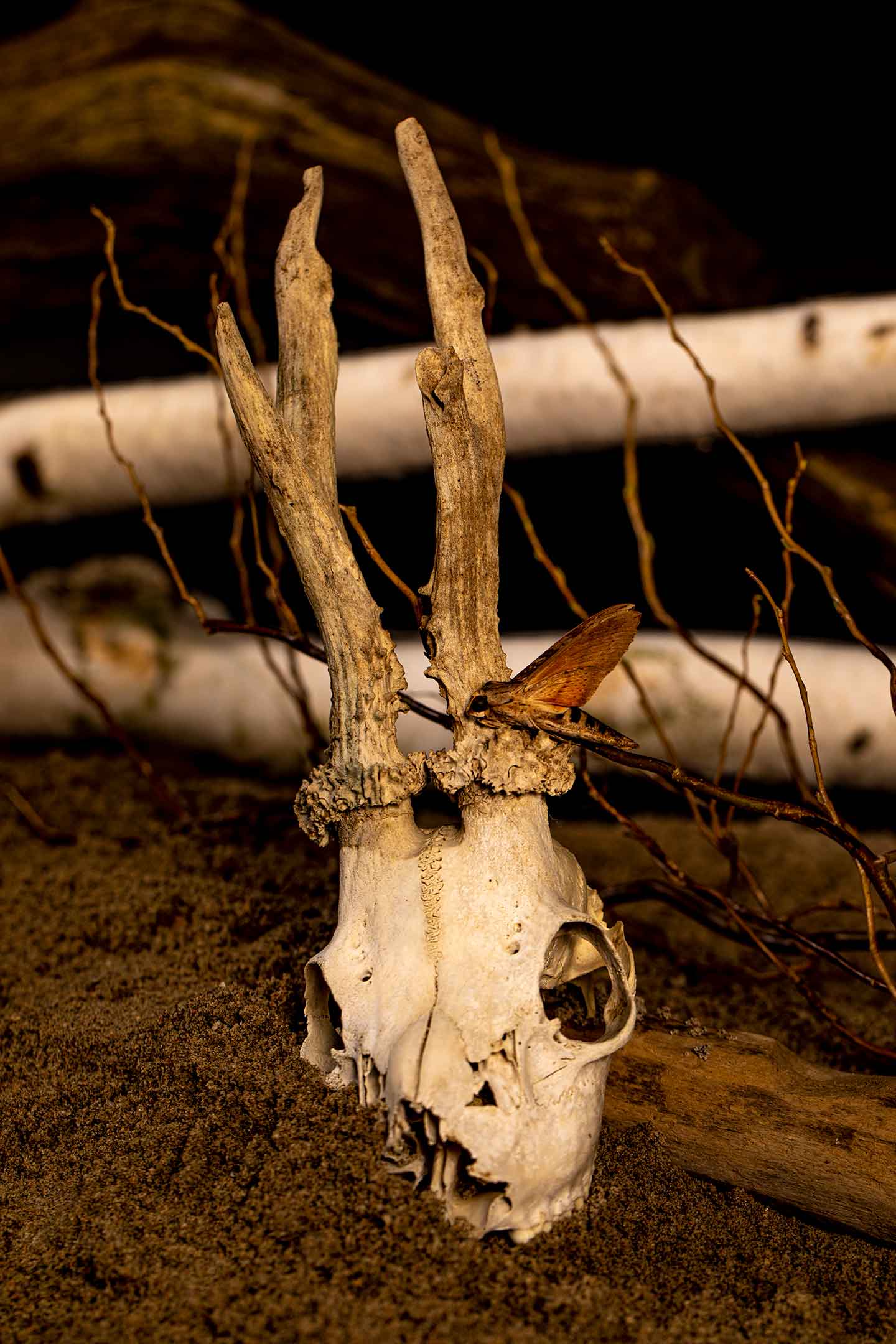 Crâne animal surplombé de ses bois.