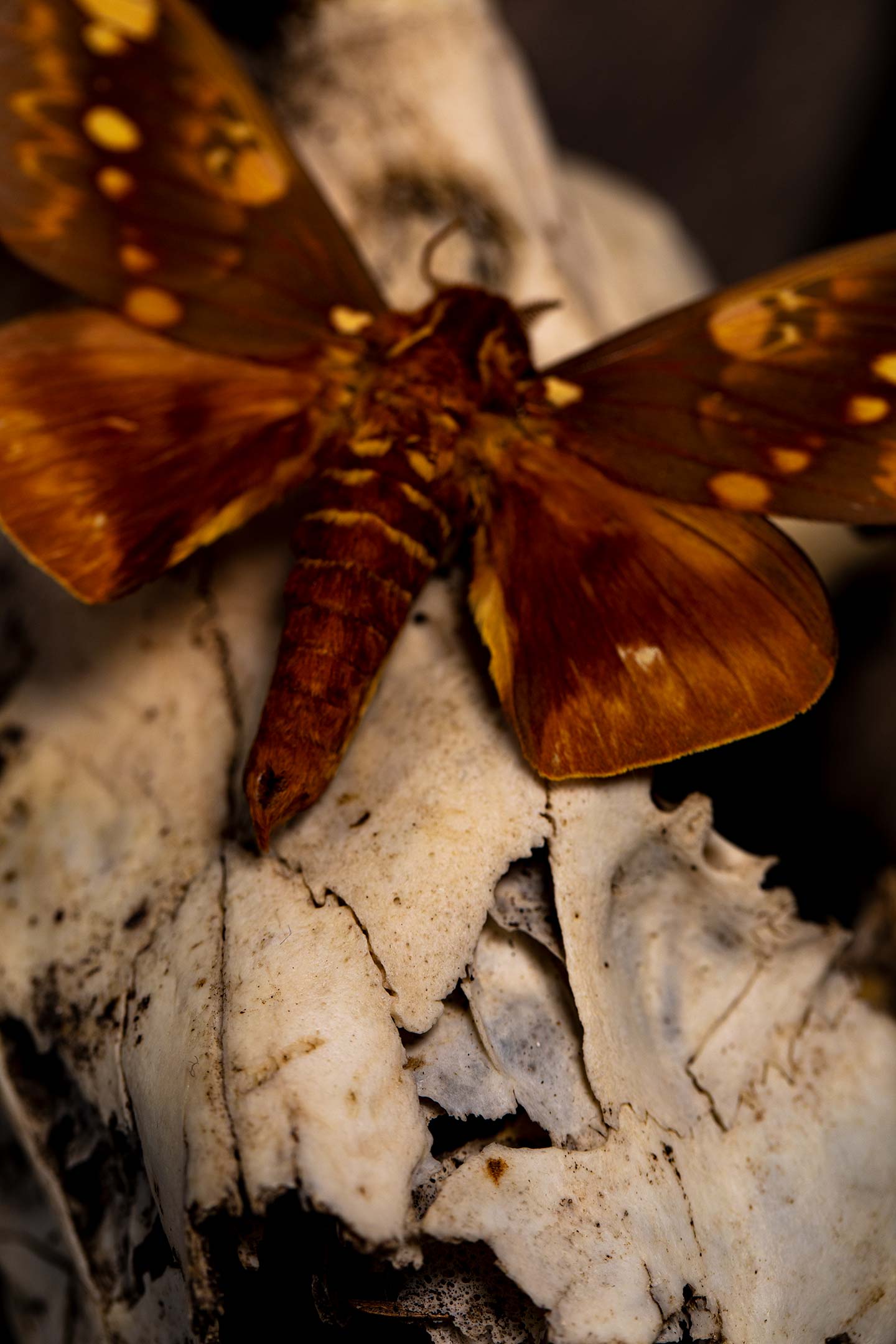 Très gros plan sur un crâne animal avec un papillon mort.