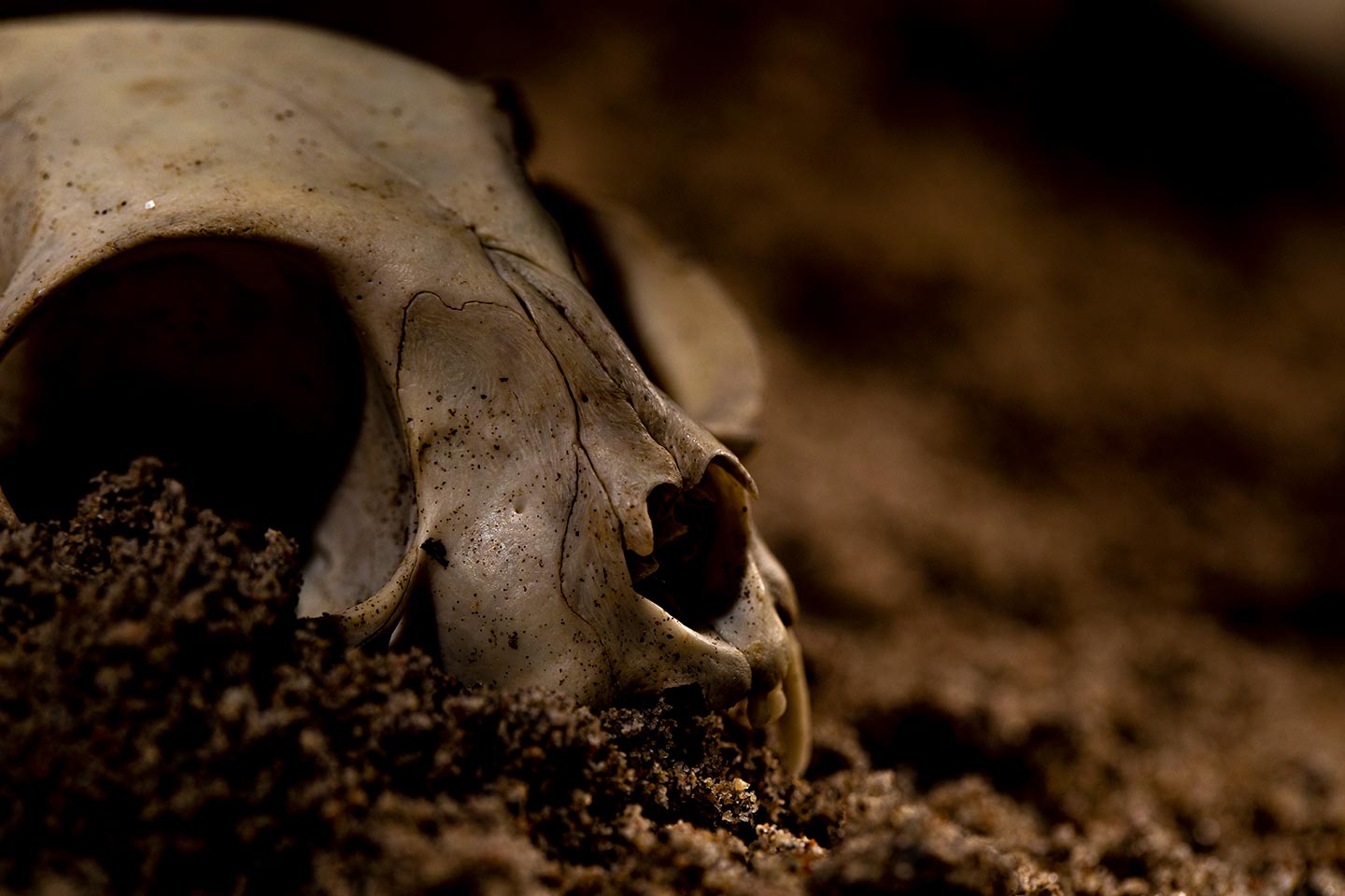 Gros plan sur un crâne animal enfoncé dans le sable.