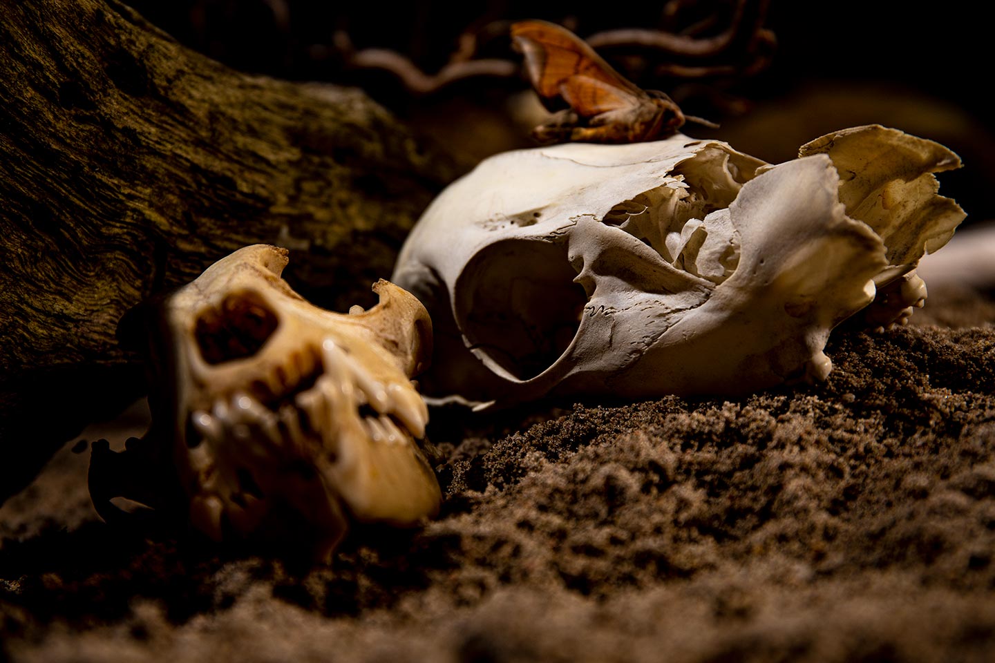Deux crânes d’animaux devant des branches.